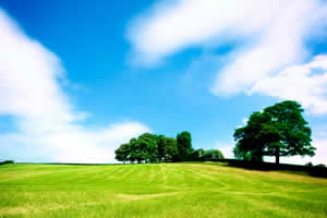 Scenic view of trees and sky